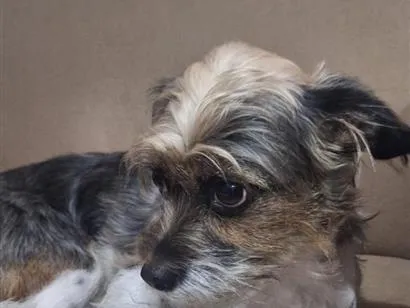 Cachorro raça SRD-ViraLata idade 3 anos nome Laila
