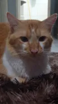 Romeu