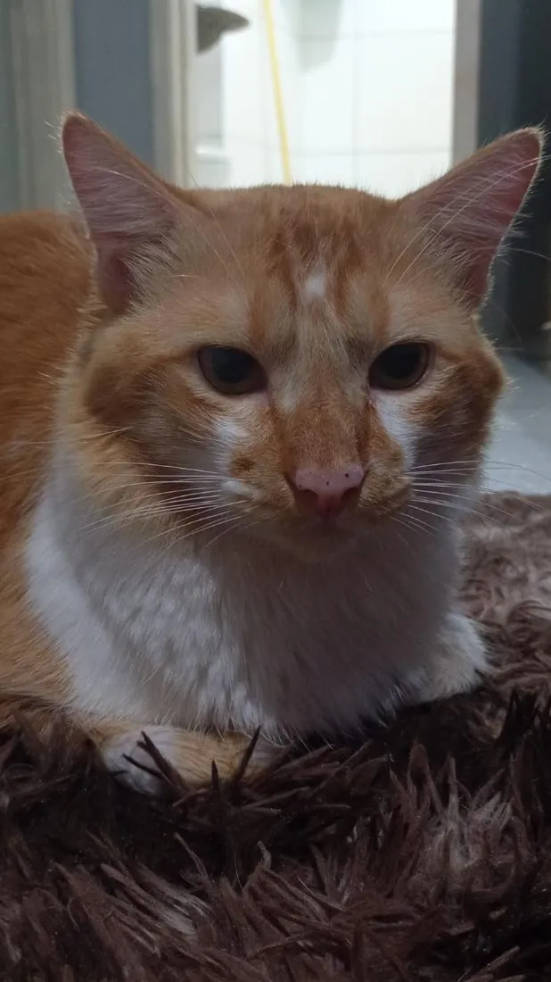 Gato raça SRD-ViraLata idade 2 a 6 meses nome Romeu