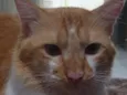 Romeu