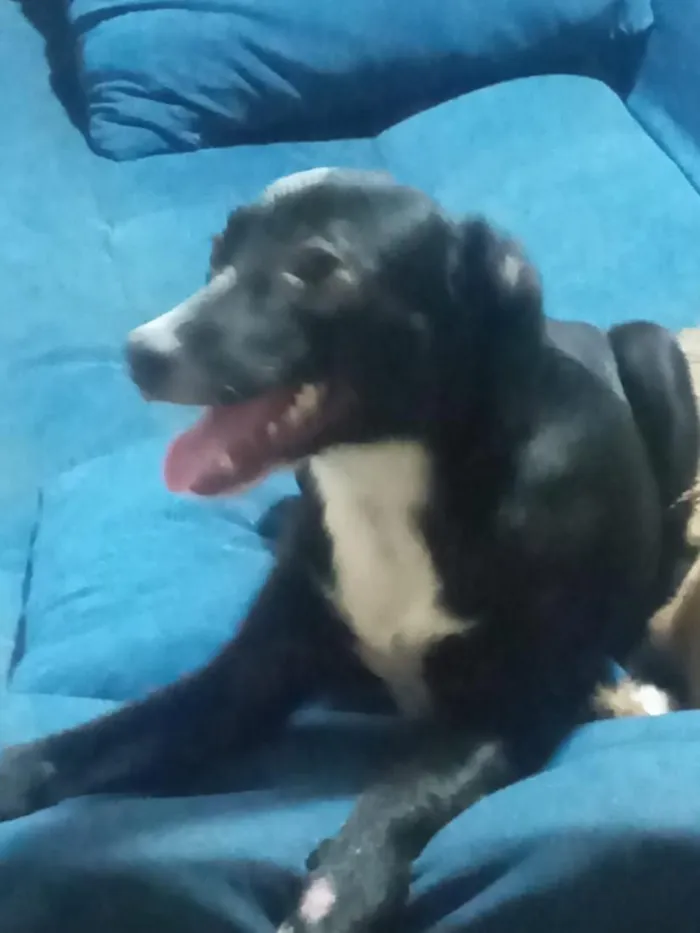 Cachorro raça SRD-ViraLata idade 2 a 6 meses nome Safira 