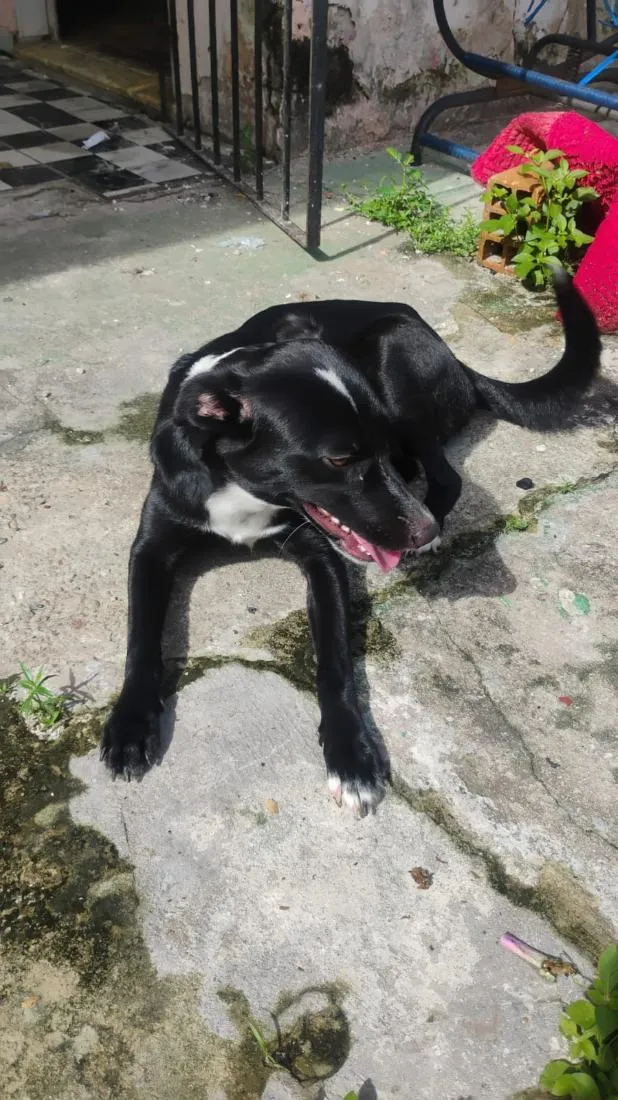 Cachorro raça SRD-ViraLata idade 2 a 6 meses nome Safira 