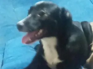 Cachorro raça SRD-ViraLata idade 2 a 6 meses nome Safira 