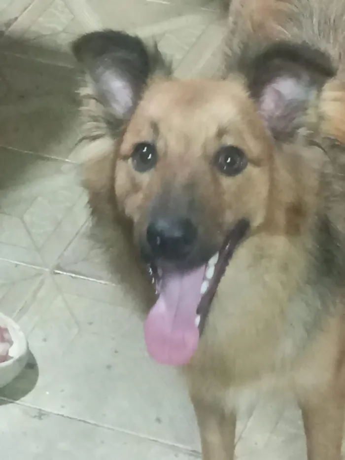 Cachorro raça SRD-ViraLata idade 1 ano nome Jill Valentine