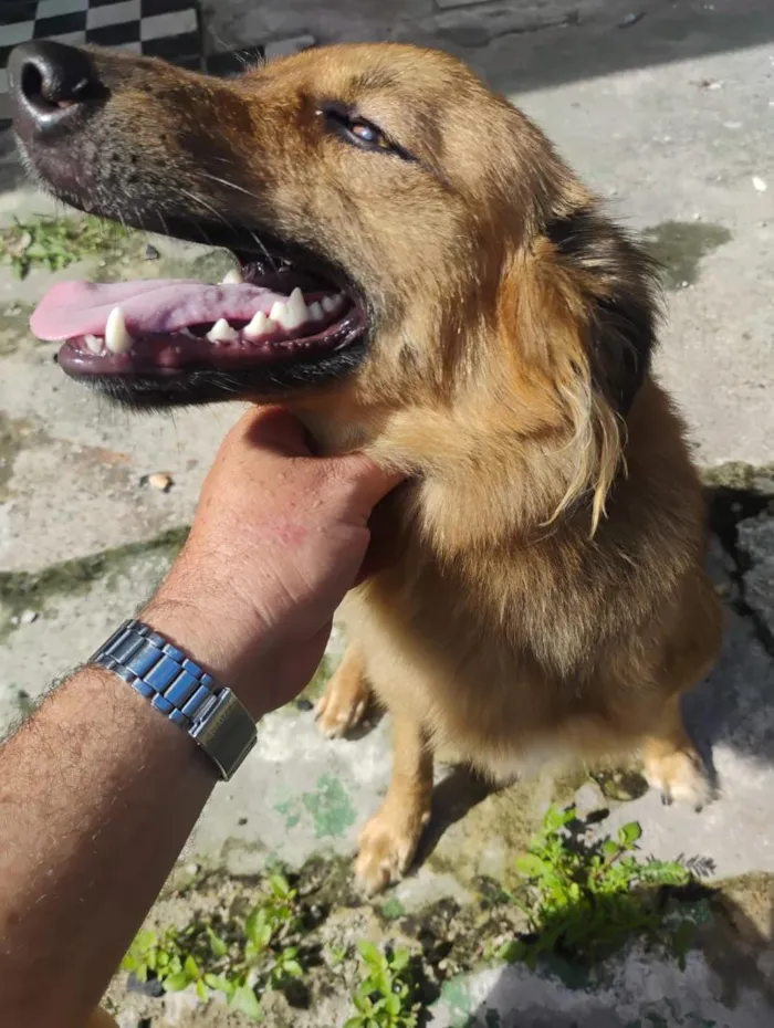 Cachorro raça SRD-ViraLata idade 1 ano nome Jill Valentine