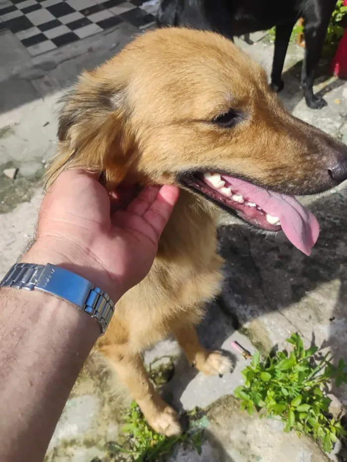 Cachorro raça SRD-ViraLata idade 1 ano nome Jill Valentine