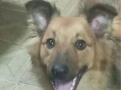 Cachorro raça SRD-ViraLata idade 1 ano nome Jill Valentine