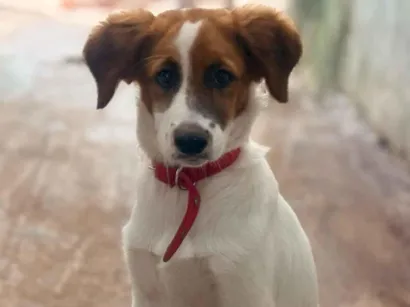 Cachorro raça SRD-ViraLata idade 7 a 11 meses nome Doguinho 