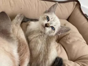 Gato raça Siamês idade Abaixo de 2 meses nome Sem nome
