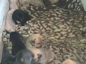Cachorro raça SRD-ViraLata idade Abaixo de 2 meses nome Não tem nome