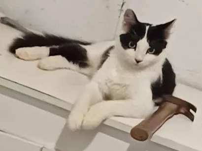 Gato raça SRD-ViraLata idade 2 anos nome EMY