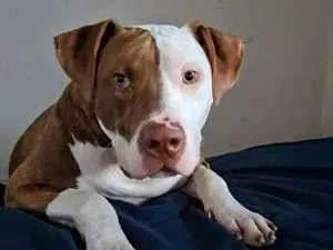 Cachorro raça Pit-Bull idade 1 ano nome apolo 