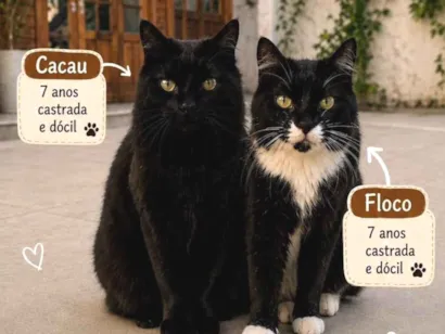 Gato raça SRD-ViraLata idade 6 ou mais anos nome Floco e Cacau