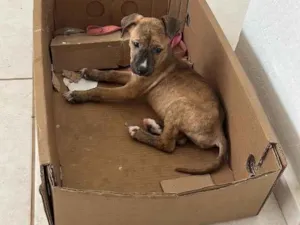 Cachorro raça SRD-ViraLata idade 1 ano nome …..