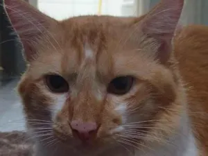 Gato raça SRD-ViraLata idade 2 a 6 meses nome Romeu