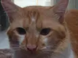 Romeu