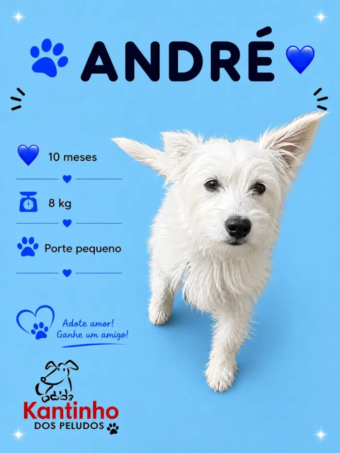 Cachorro raça SRD-ViraLata idade 7 a 11 meses nome André