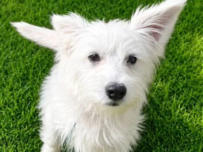 Cachorro raça SRD-ViraLata idade 7 a 11 meses nome André