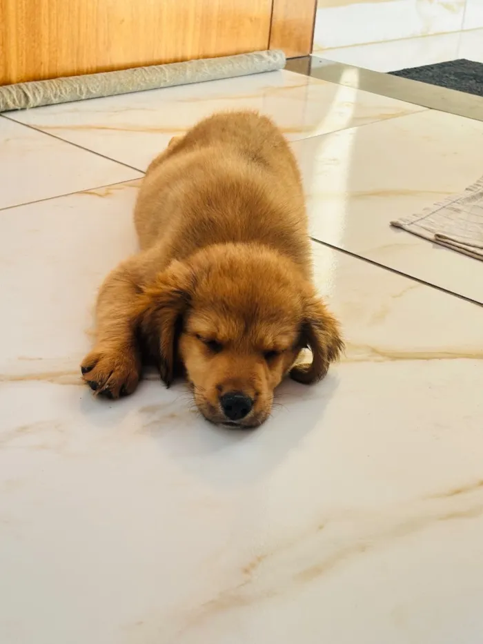Cachorro raça SRD-ViraLata idade Abaixo de 2 meses nome Balto 
