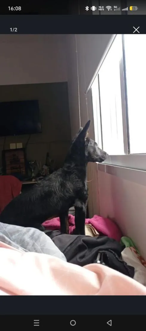 Cachorro raça SRD-ViraLata idade 7 a 11 meses nome Coco Chanel 