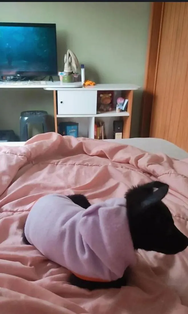 Cachorro raça SRD-ViraLata idade 7 a 11 meses nome Coco Chanel 