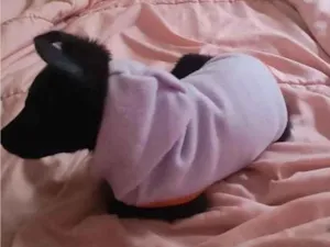 Cachorro raça SRD-ViraLata idade 7 a 11 meses nome Coco Chanel 