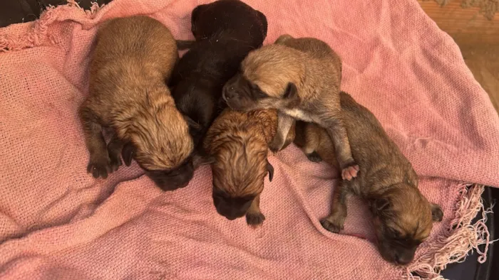 Cachorro raça SRD-ViraLata idade Abaixo de 2 meses nome Filhotes de Akita . 
