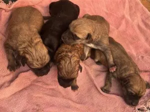 Cachorro raça SRD-ViraLata idade Abaixo de 2 meses nome Filhotes de Akita . 