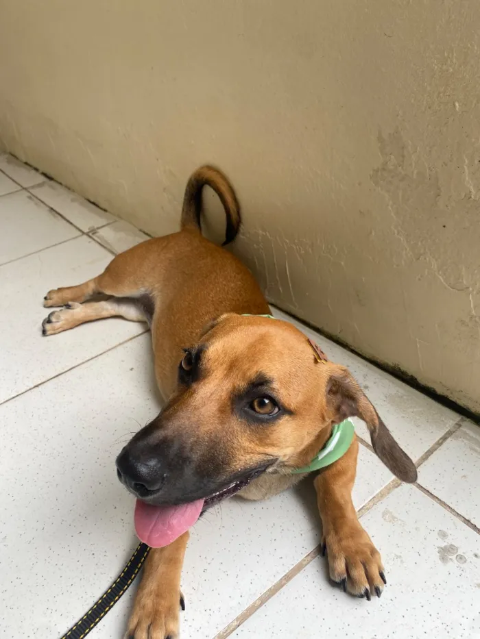 Cachorro raça SRD-ViraLata idade 7 a 11 meses nome Barth 