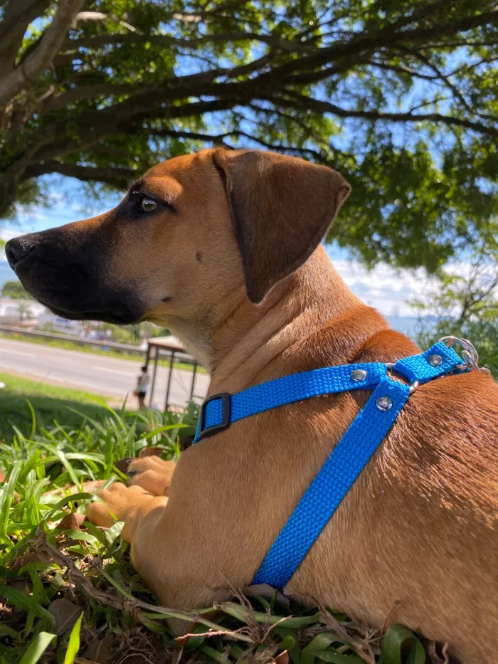Cachorro raça SRD-ViraLata idade 7 a 11 meses nome Barth 