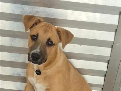 Cachorro raça SRD-ViraLata idade 2 a 6 meses nome Billy