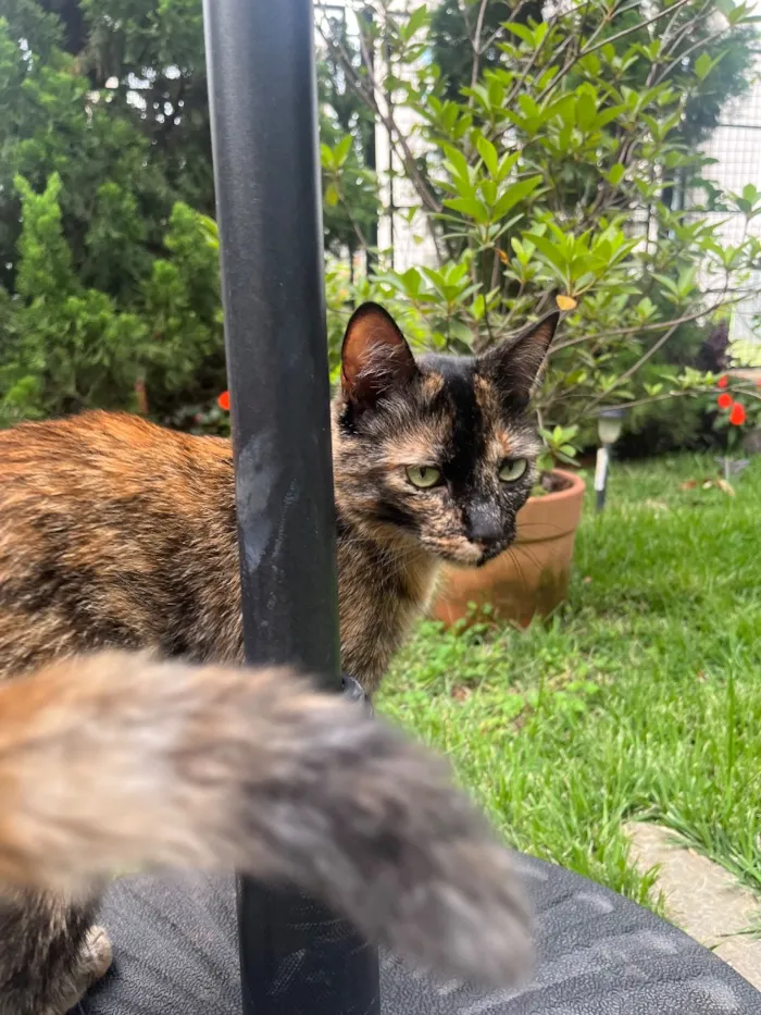 Gato raça SRD-ViraLata idade 4 anos nome Maia
