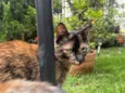 Maia