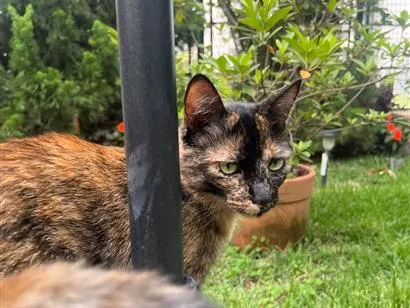 Gato raça SRD-ViraLata idade 4 anos nome Maia