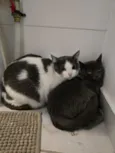 15 gatos