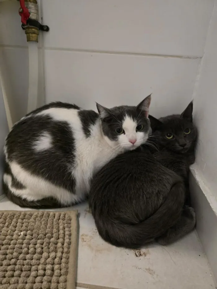 Gato raça SRD-ViraLata idade 7 a 11 meses nome 15 gatos