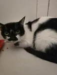 15 gatos