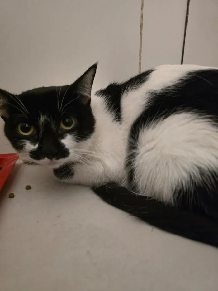 Gato raça SRD-ViraLata idade 7 a 11 meses nome 15 gatos
