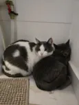 15 gatos