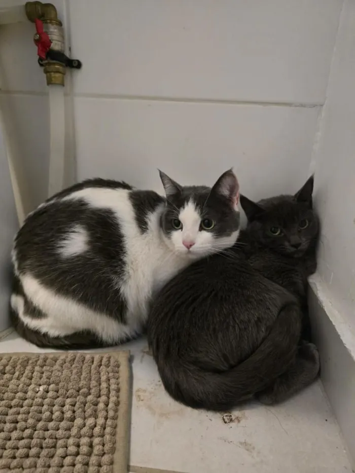 Gato raça SRD-ViraLata idade 7 a 11 meses nome 15 gatos