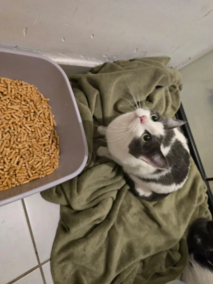 Gato raça SRD-ViraLata idade 7 a 11 meses nome 15 gatos