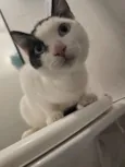 15 gatos