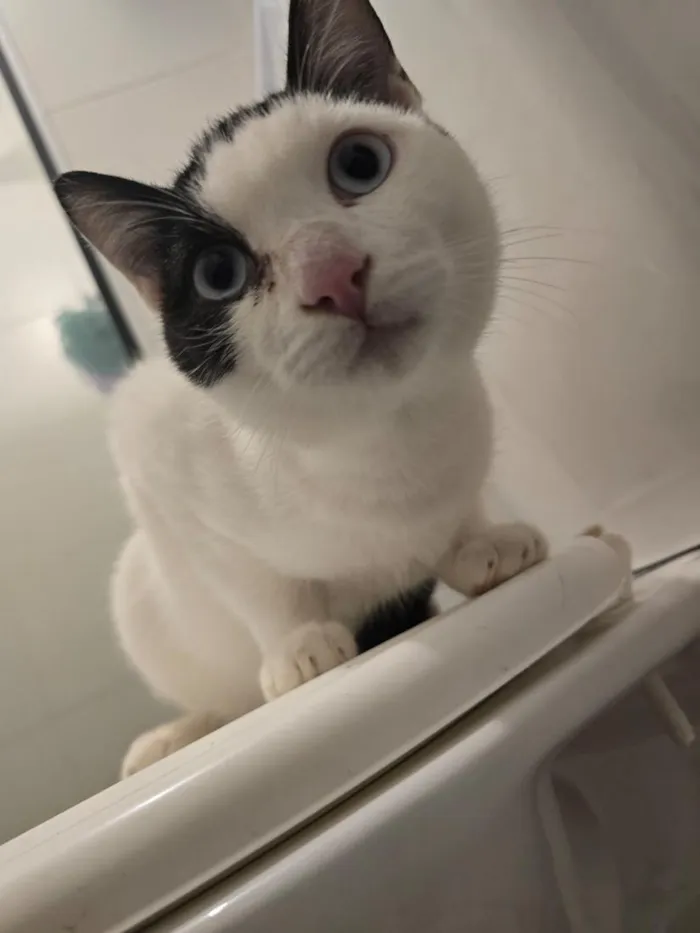Gato raça SRD-ViraLata idade 7 a 11 meses nome 15 gatos
