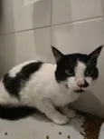 15 gatos