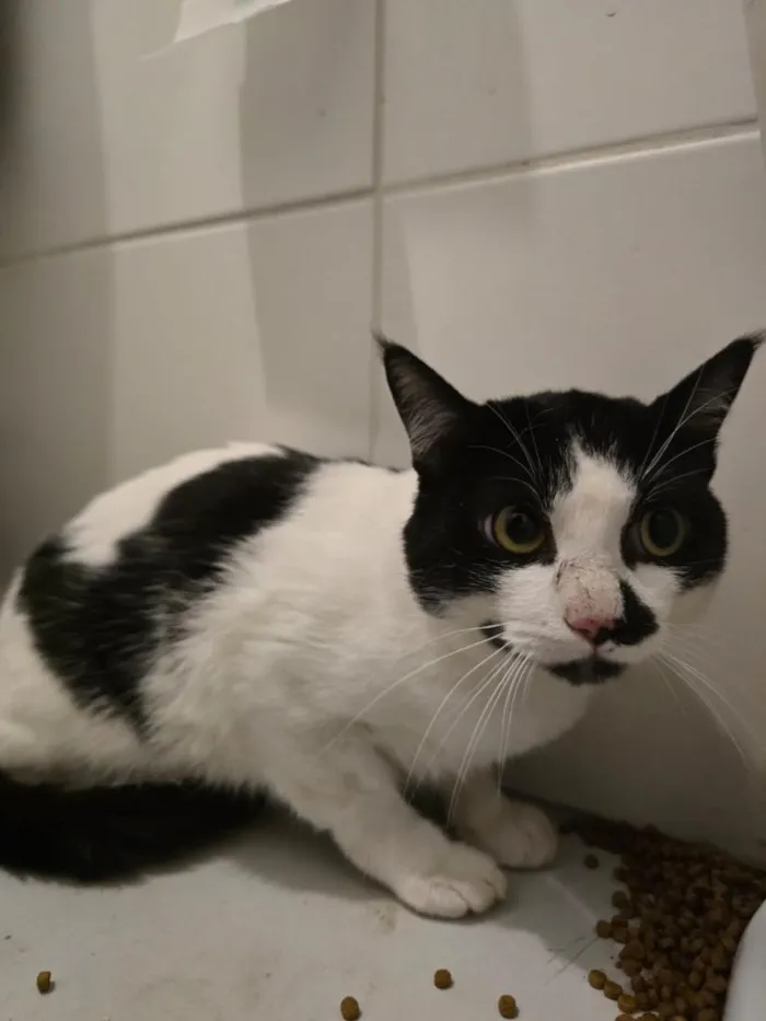 Gato raça SRD-ViraLata idade 7 a 11 meses nome 15 gatos