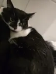 15 gatos