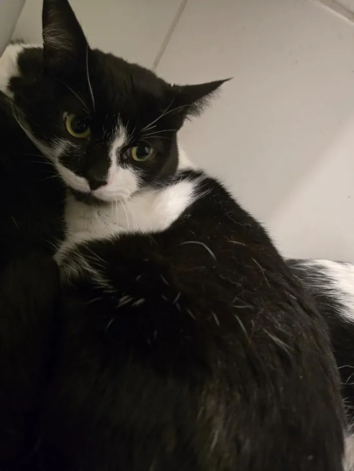 Gato raça SRD-ViraLata idade 7 a 11 meses nome 15 gatos