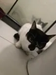 15 gatos