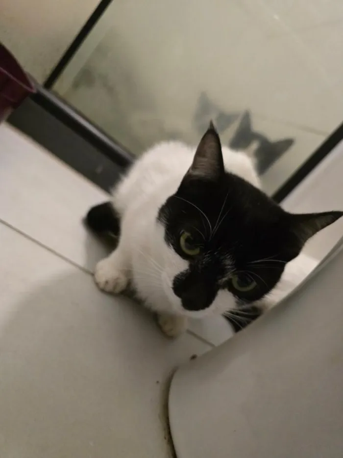 Gato raça SRD-ViraLata idade 7 a 11 meses nome 15 gatos