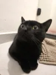15 gatos